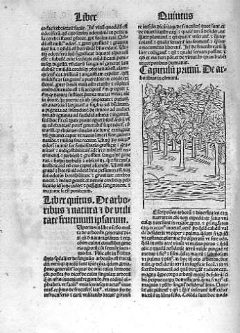 Liber quintus. De arboribus i natura i de utilitate fructuum ipsarum