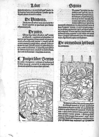 Liber sextus. De ortis i de natura i  utilitate ta herbarus...