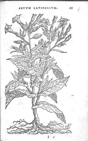 25