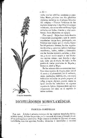Dicotilédones monoclamídeas