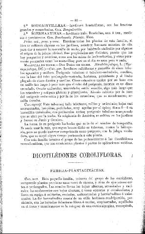 Dicotilédones corolifloras