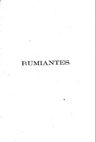 Rumiantes