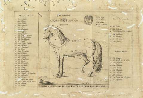 Nombre y situacion de las partes exteriores del caballo