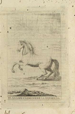 El galope unido sobre la izquierda