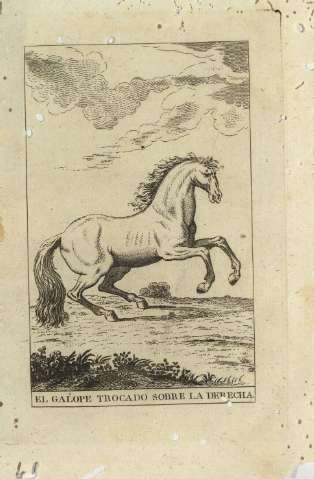 El galope trocado sobre la derecha