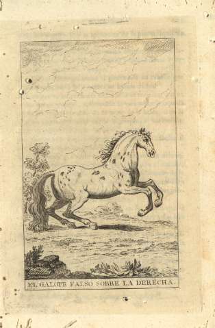 El galope falso sobre la derecha