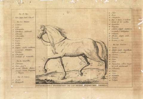 Enfermedades exteriores de las extremidades del caballo