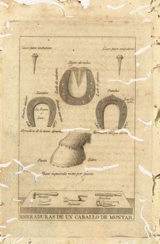 Herraduras de un caballo de montar