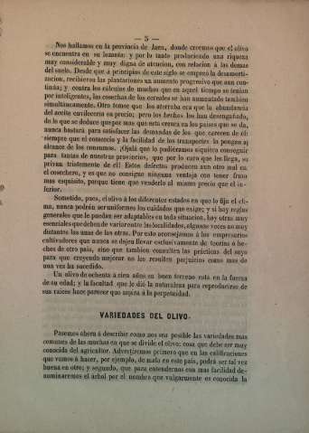 Variedades del olivo