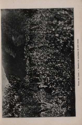 Vivero de Cenes...[Fot.]