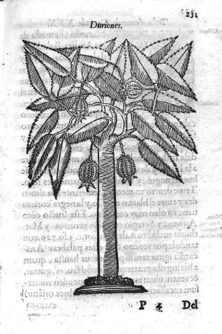 231
