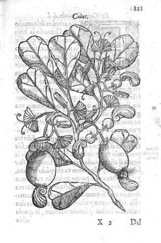 323